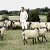 Freddie i owieczki - kliknij aby powikszy :)